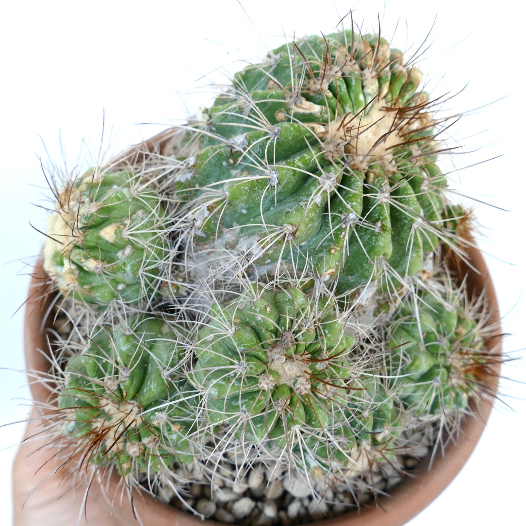 Copiapoa superba CLUSTER rare spiny succulent cactus grafted in terracotta pot