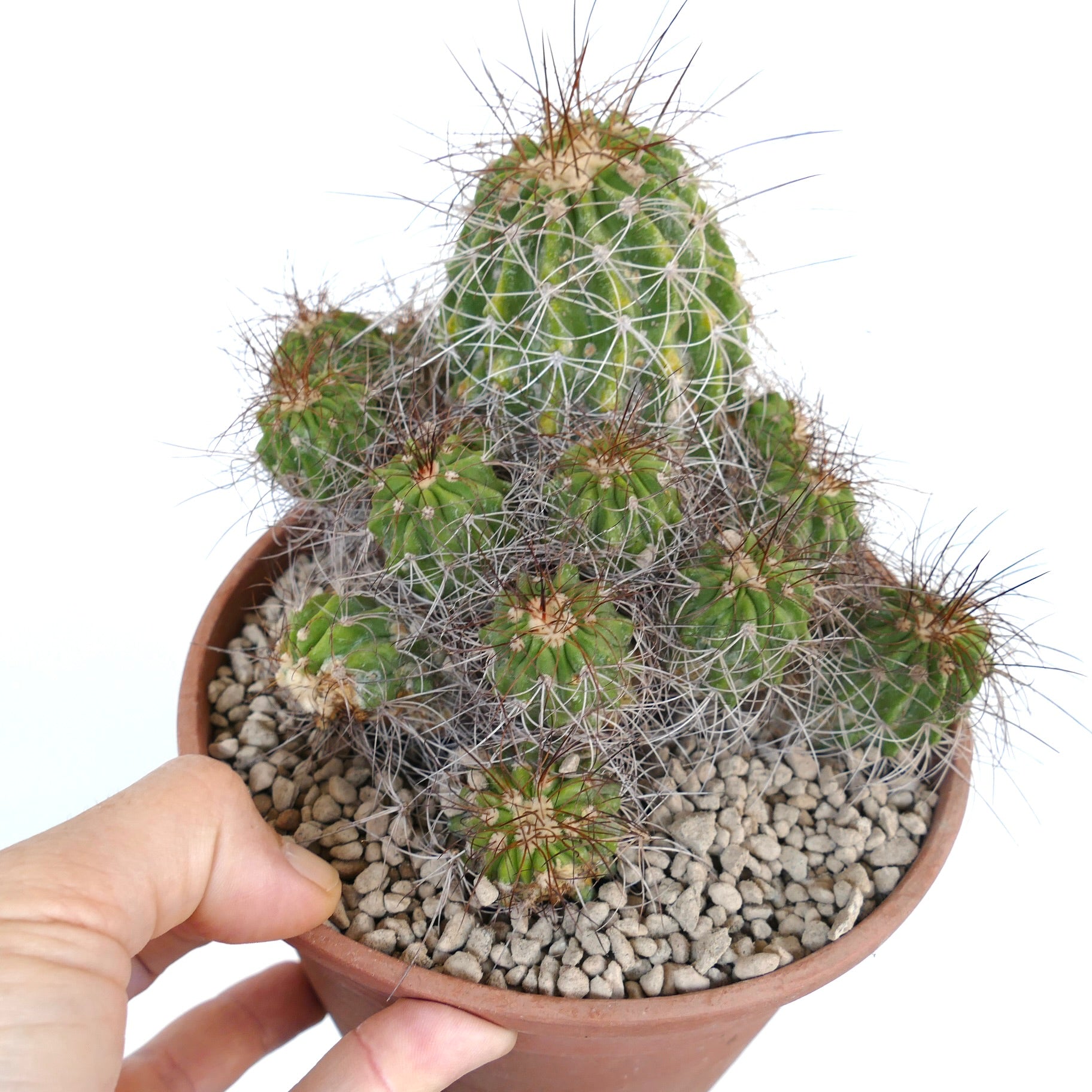 Copiapoa superba CLUSTER grafted rare green cactus with long white and brown spines in pot