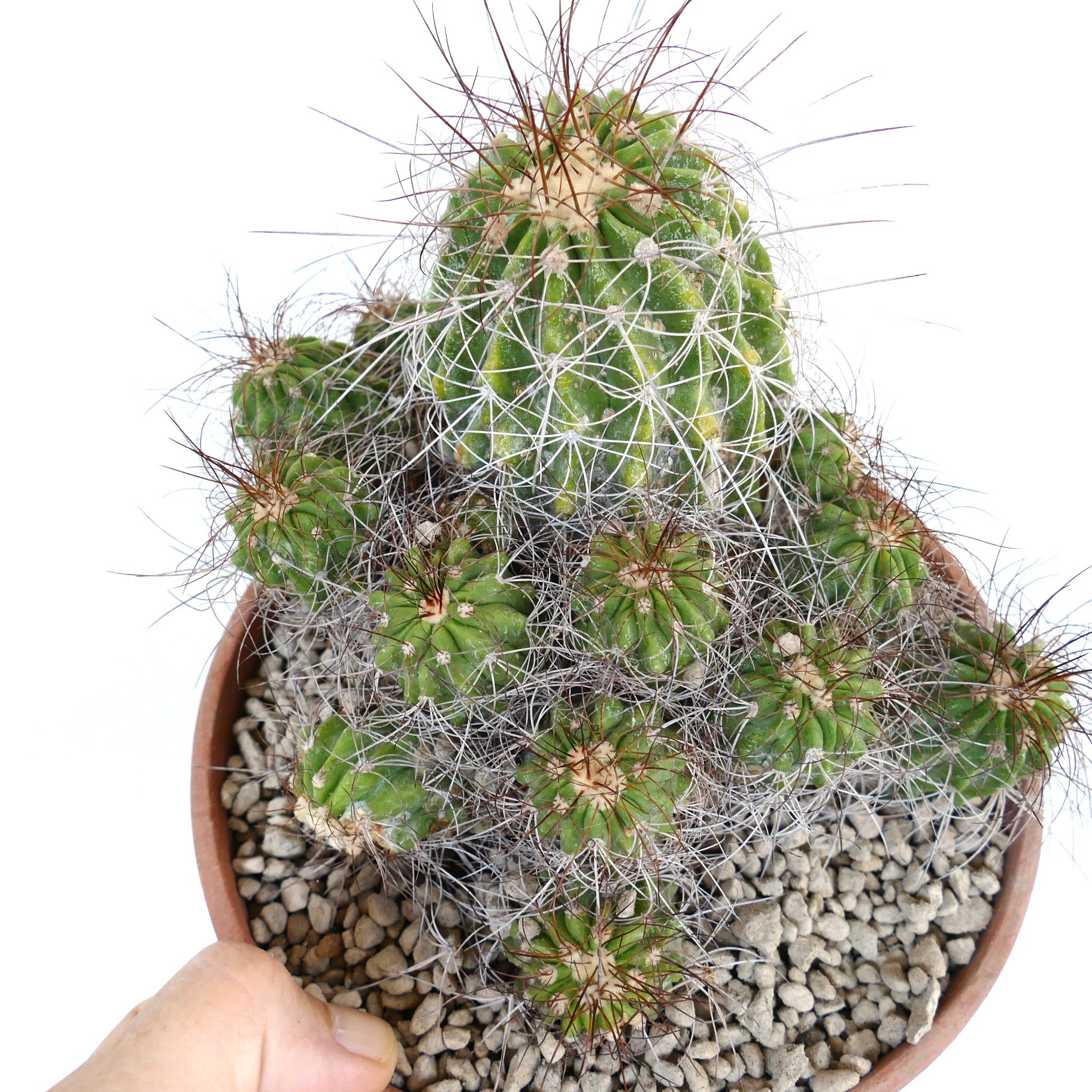 Copiapoa superba CLUSTER rare grafted cactus with green ribbed stems and long spines