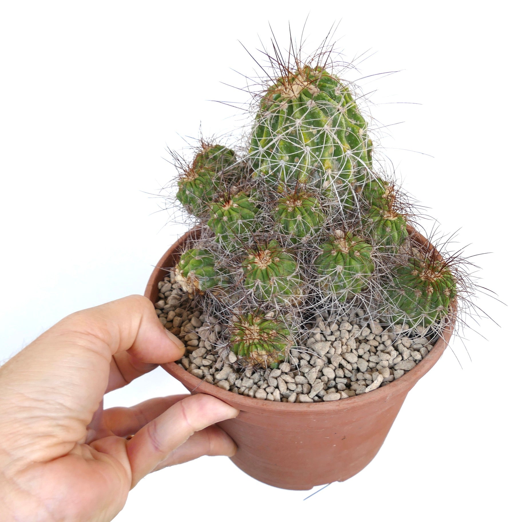 Copiapoa superba CLUSTER grafted cactus with dense white spines and green ribbed stems