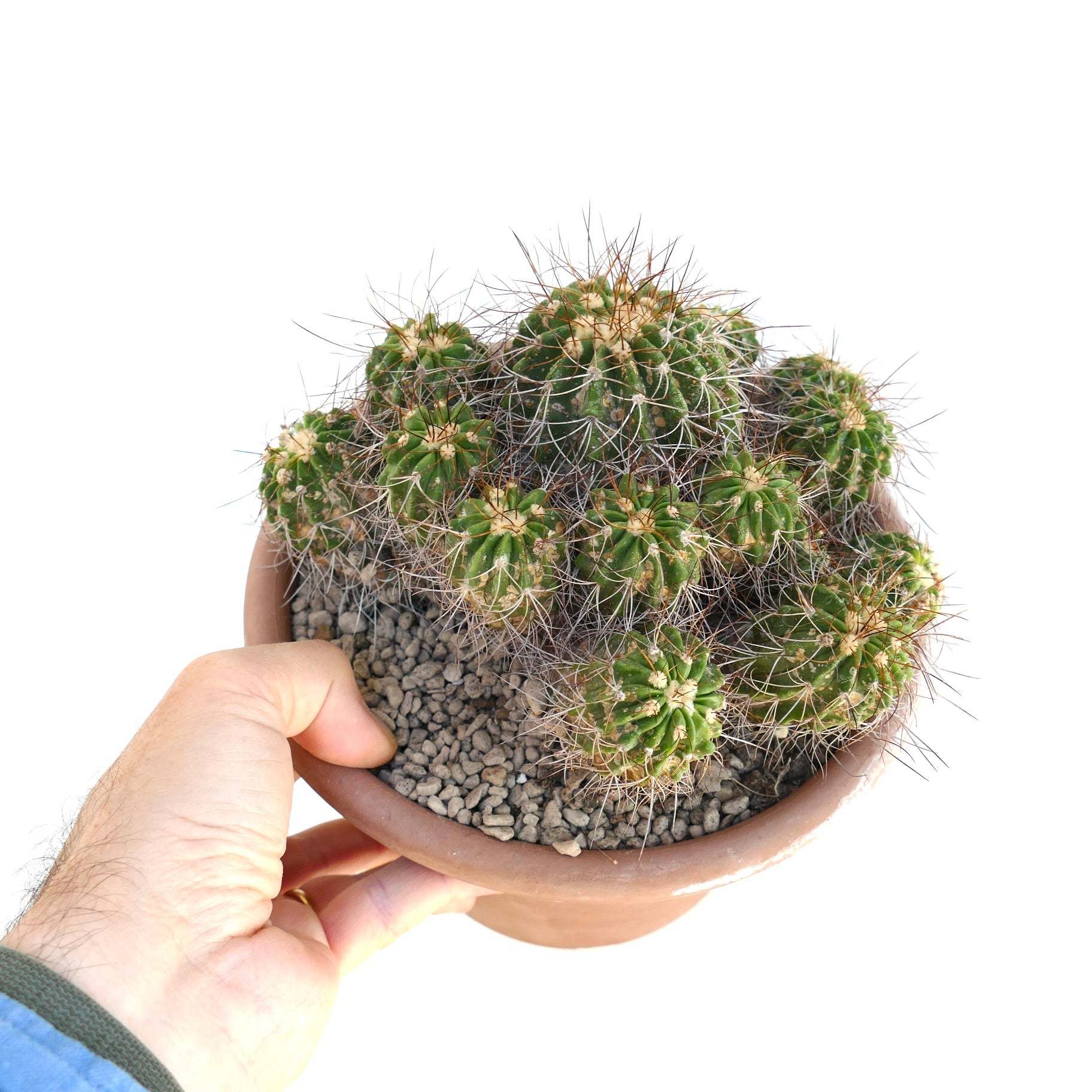 Copiapoa superba multiheads old cluster cactus with dense spines in terracotta pot