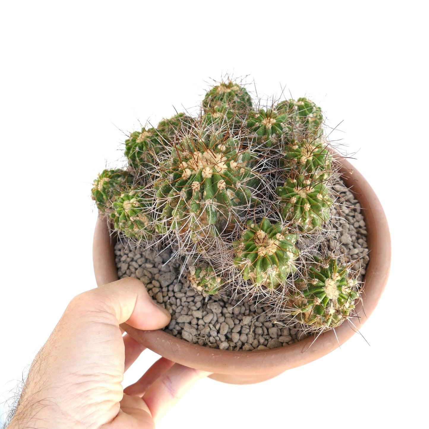 Copiapoa superba multiheads old cluster rare grafted cactus succulent in pot