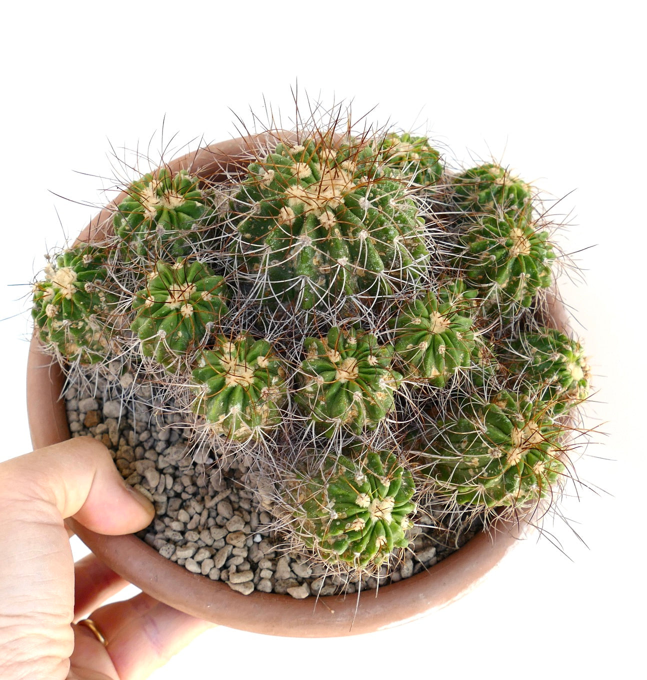 Copiapoa superba multiheads old cluster grafted rare green spiny succulent cactus