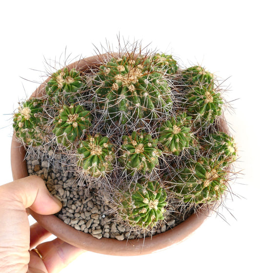 Copiapoa superba multiheads old cluster grafted rare green spiny succulent cactus