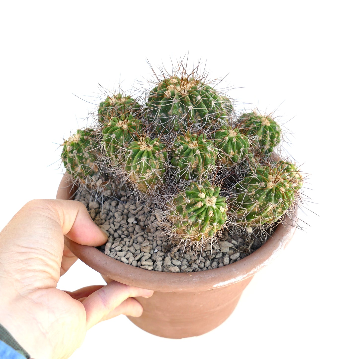 Copiapoa superba multiheads old cluster grafted rare succulent cactus with spines