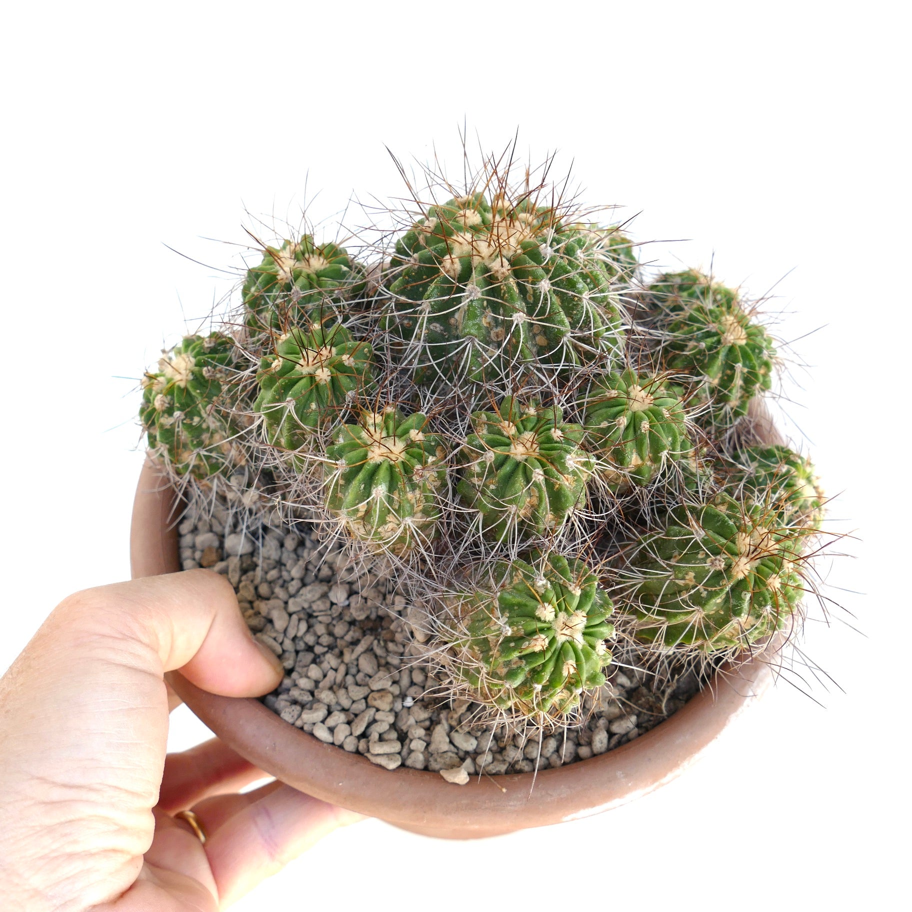 Copiapoa superba multiheads old cluster rare grafted cactus succulent specimen in pot