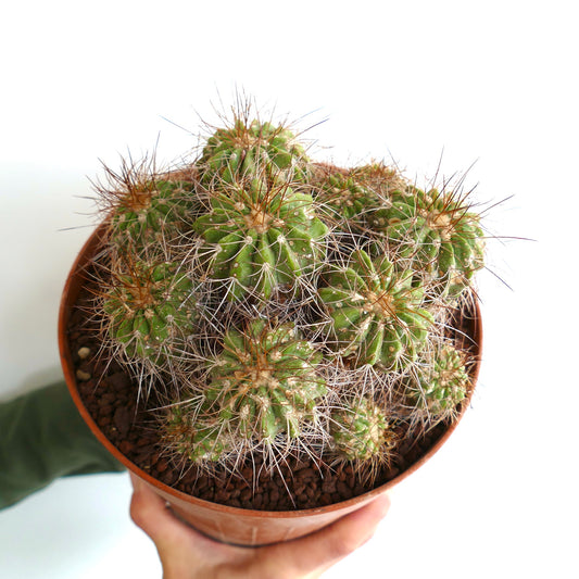 Copiapoa superba OLD CLUSTER 14 HEADS
