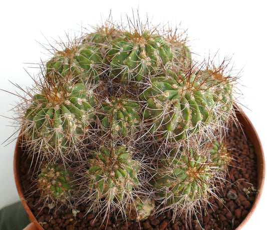 Copiapoa superba OLD CLUSTER 14 HEADS