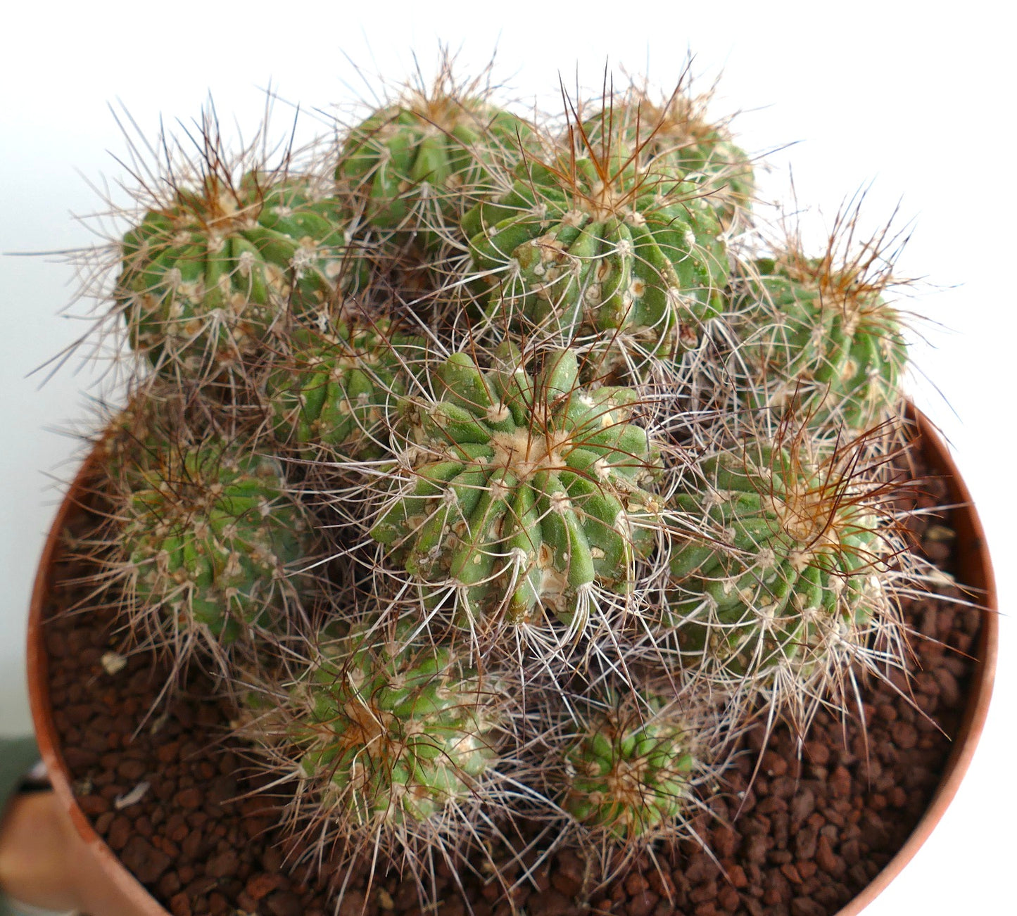 Copiapoa superba OLD CLUSTER 14 HEADS