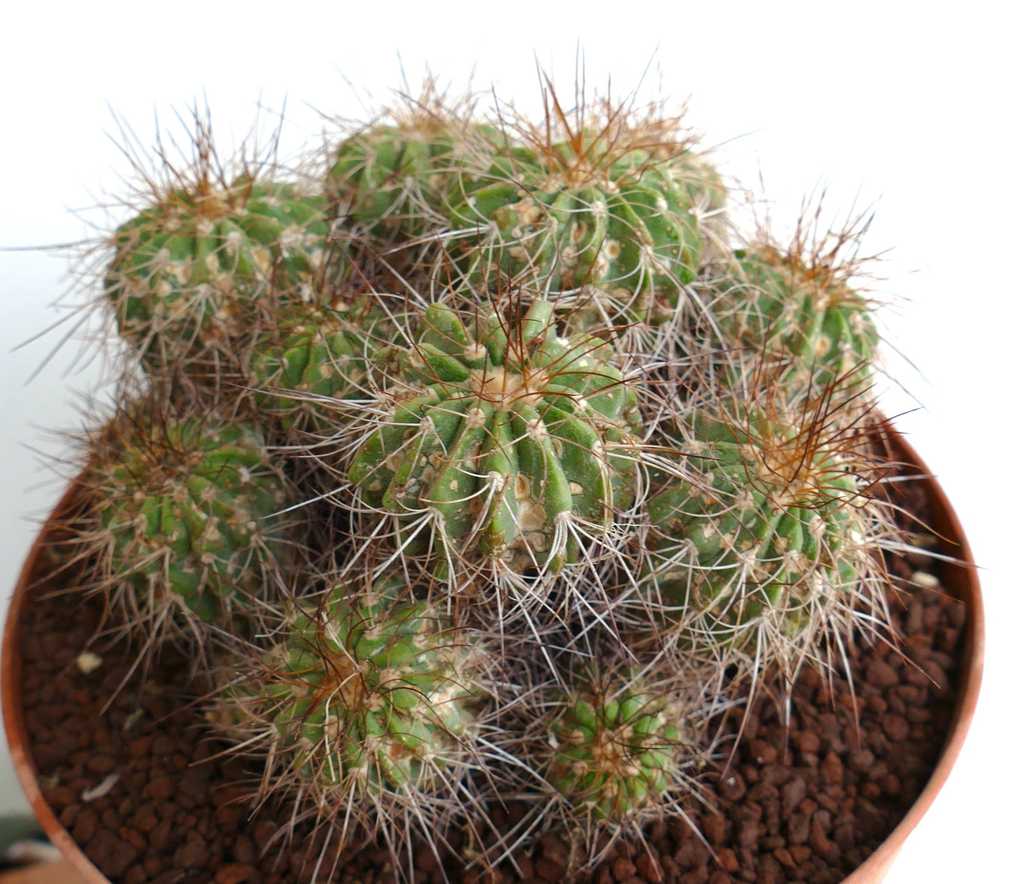 Copiapoa superba OLD CLUSTER 14 HEADS