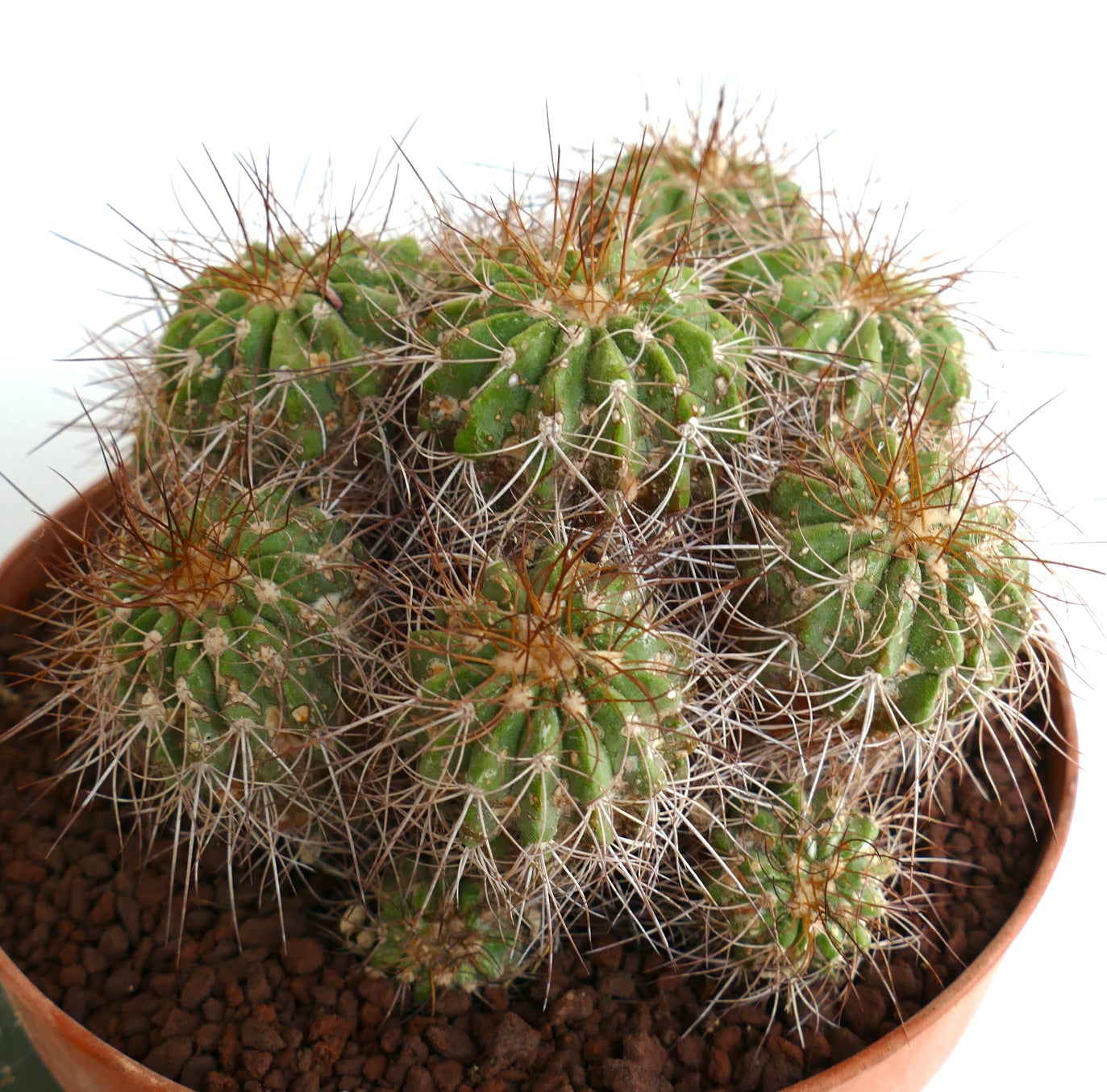 Copiapoa superba OLD CLUSTER 14 HEADS