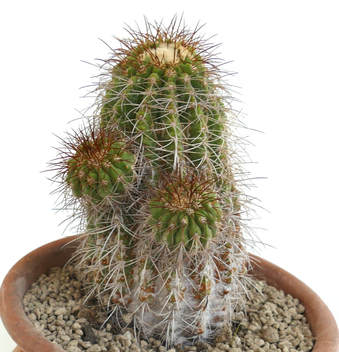 Copiapoa superba old grafted cactus with multiple spiny green branches in pot