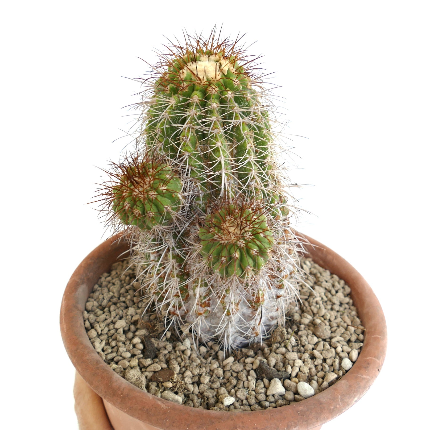Copiapoa superba rare old grafted cactus with multiple green spiny branches in pot