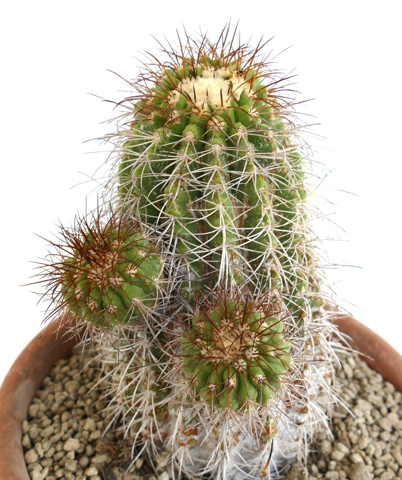 Copiapoa superba rare old grafted cactus with multiple green spiny branches in pot