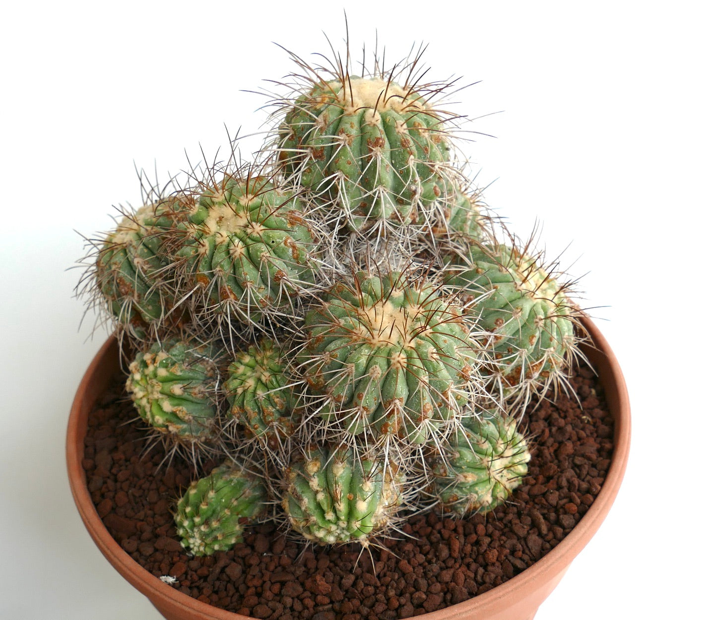 Copiapoa superba SELECTED 14 HEADS CLUSTER