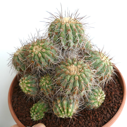 Copiapoa superba SELECTED 14 HEADS CLUSTER