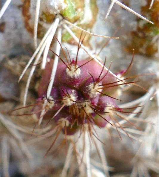 Copiapoa superba single head grafted rare cactus with spines and small purple flower