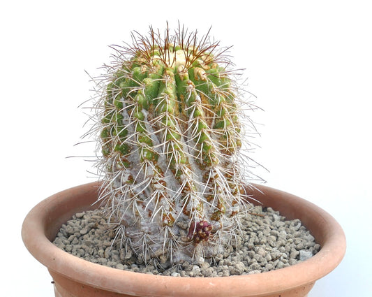 Copiapoa superba single head grafted rare cactus with dense spines and small purple flower