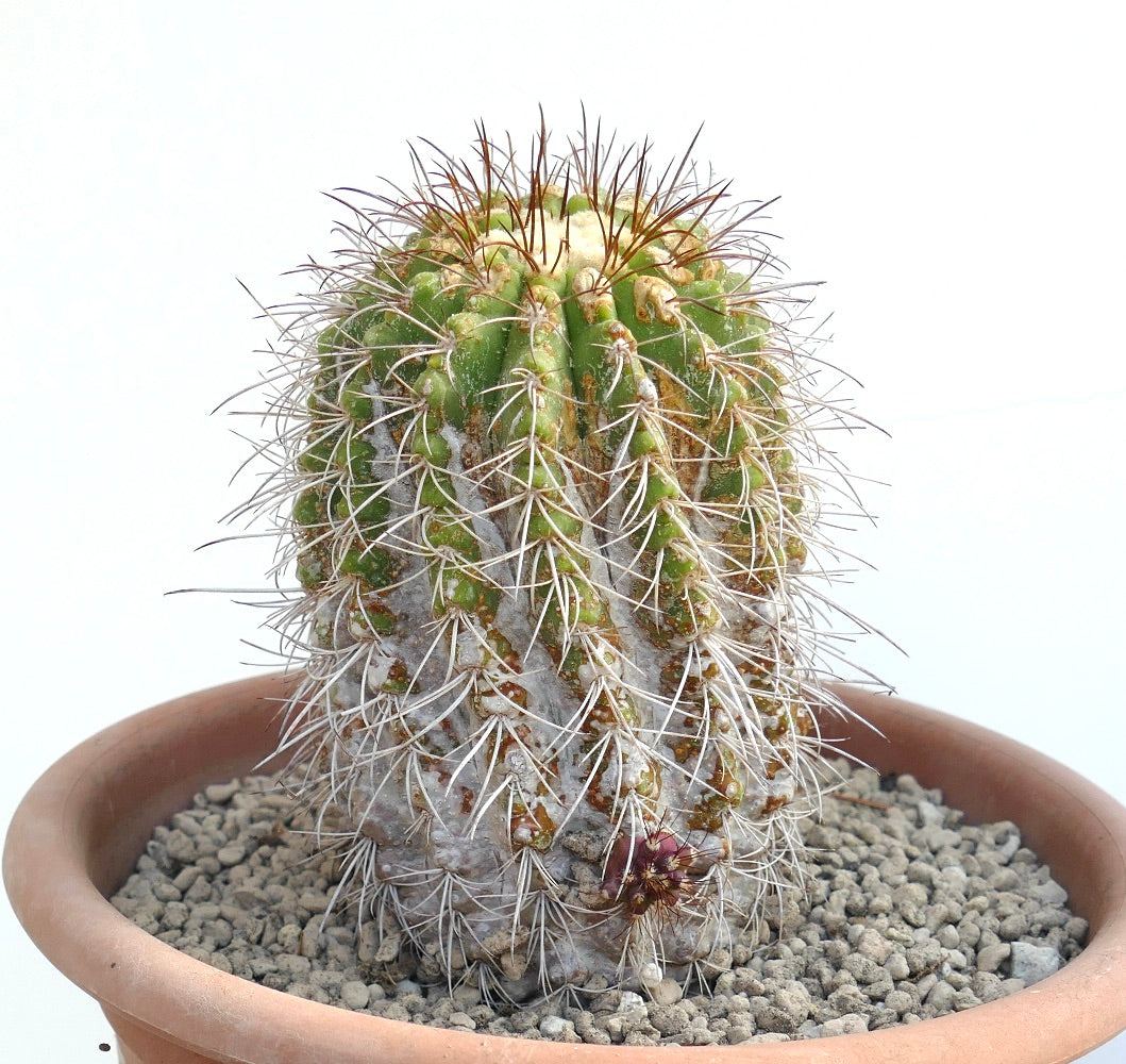 ต้นโคปิอาโพอา ซูเพอร์บา หนึ่งหัวต่อยอด กระบองเพชรหนามขาวหนาแน่นและลำต้นสีเขียว