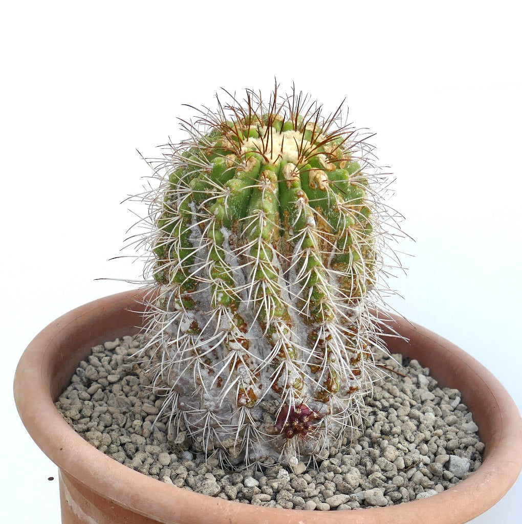 โคปิอาโพอา ซูเปอร์บา หัวเดี่ยวพันธุ์ยอดนิยม กระบองเพชรหายากมีหนามขาวหนาแน่นและดอกเล็ก