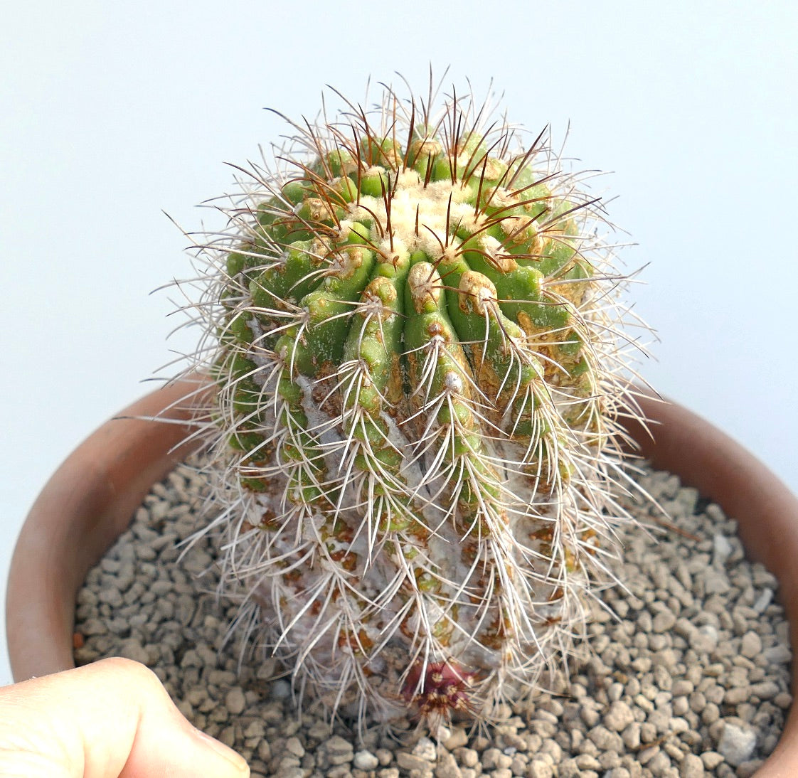 โคปิอาโพอา ซูเพอร์บา ต้นเดี่ยวแบบเสียบยอด กระบองเพชรหายากมีหนามขาวหนาแน่นและดอกเล็ก