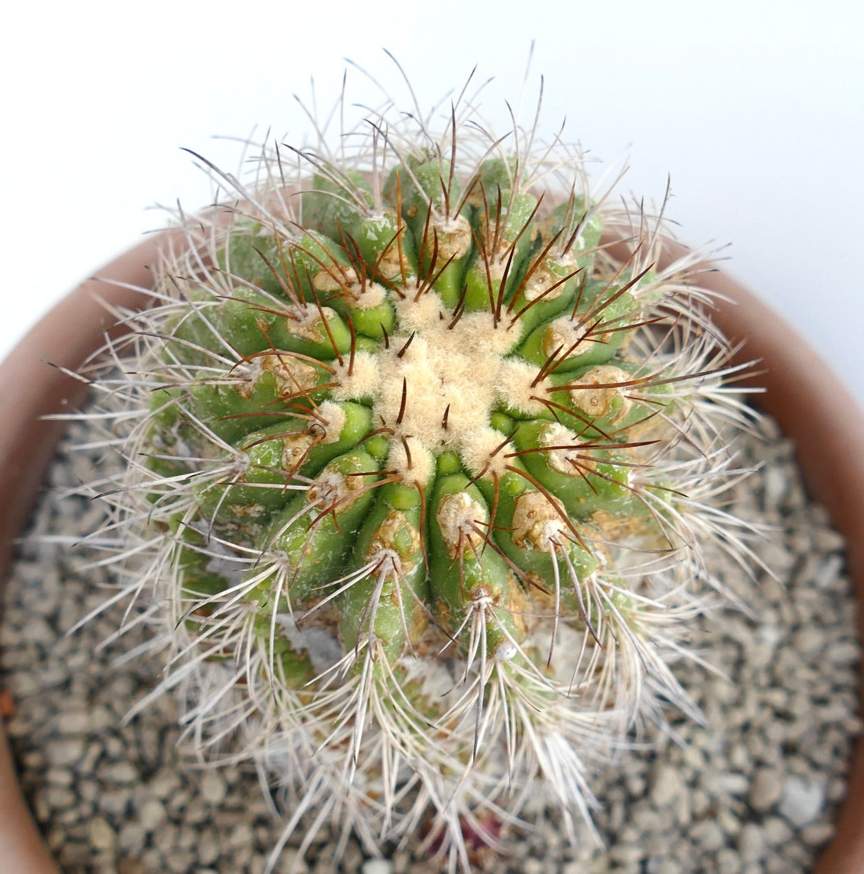 โคปิอาโพอา ซูเปอร์บา หัวเดียว ประดู่ยอดแปลกพร้อมหนามยาวในกระถางดินเผา