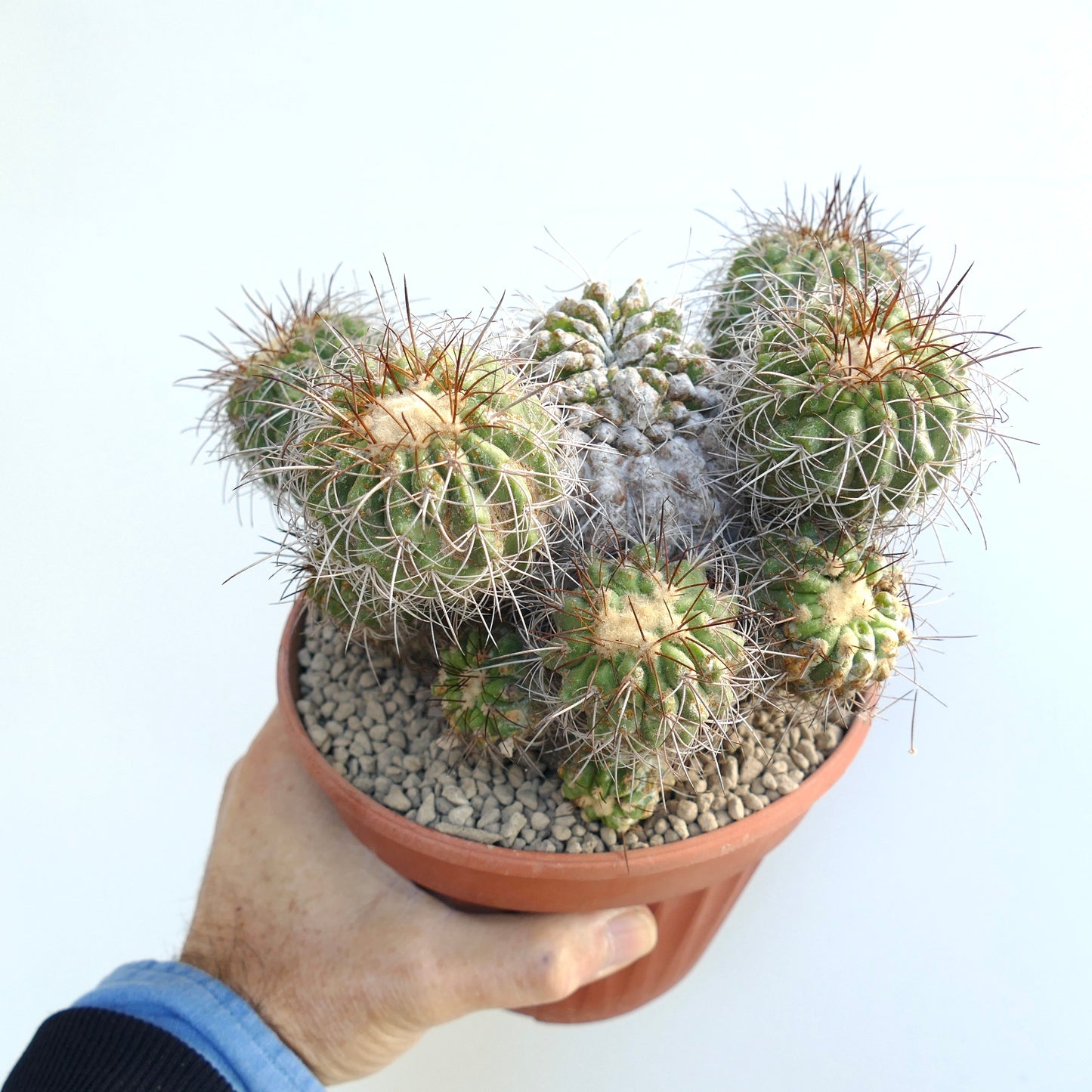 Copiapoa superba very old cluster grafted rare succulent cactus with spines