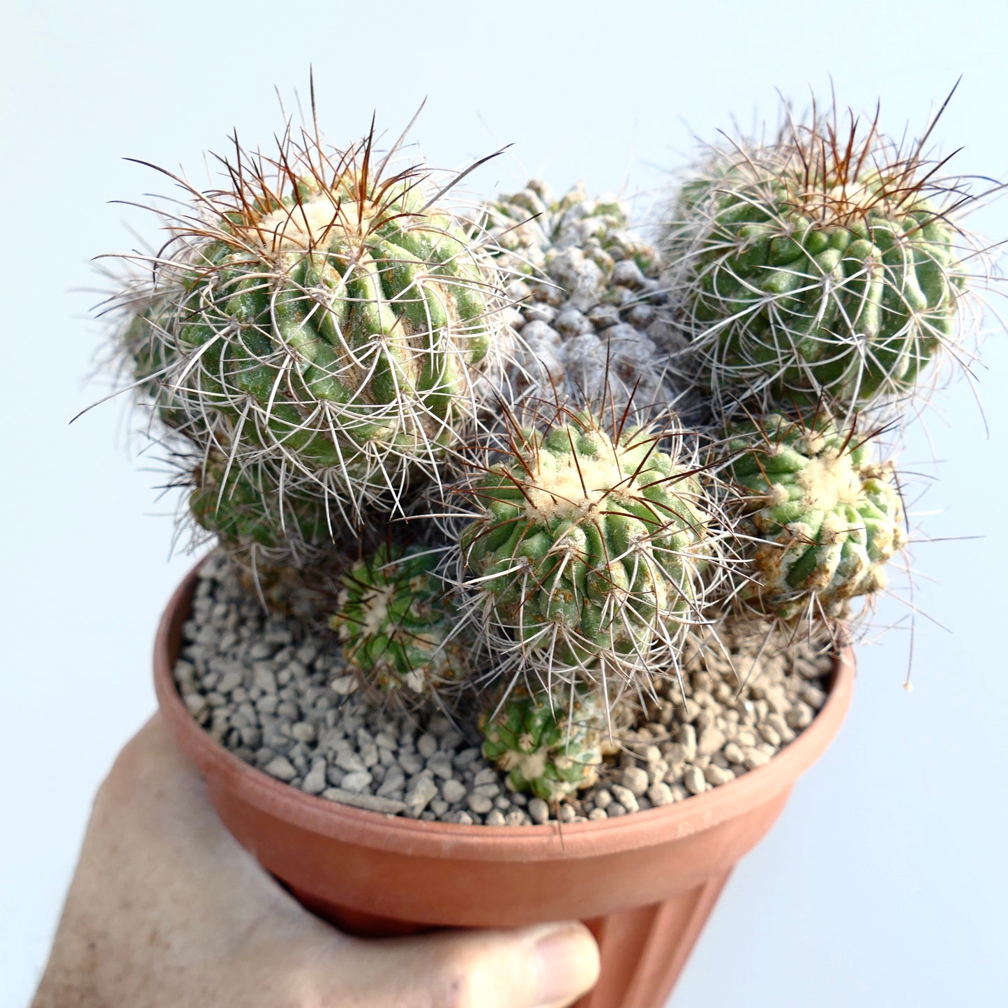 Copiapoa superba very old grafted cluster with dense spines and textured succulent stems