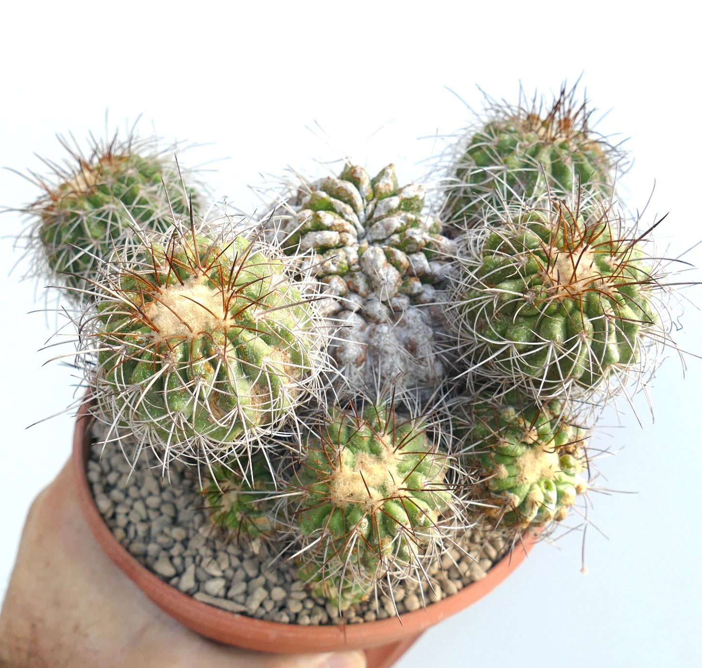 Copiapoa superba very old cluster grafted rare spiny succulent cactus specimen