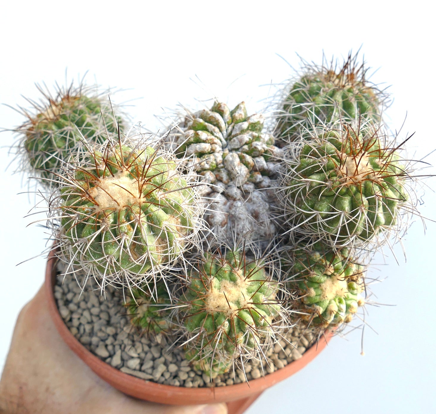 Copiapoa superba very old cluster grafted rare spiny succulent cactus specimen
