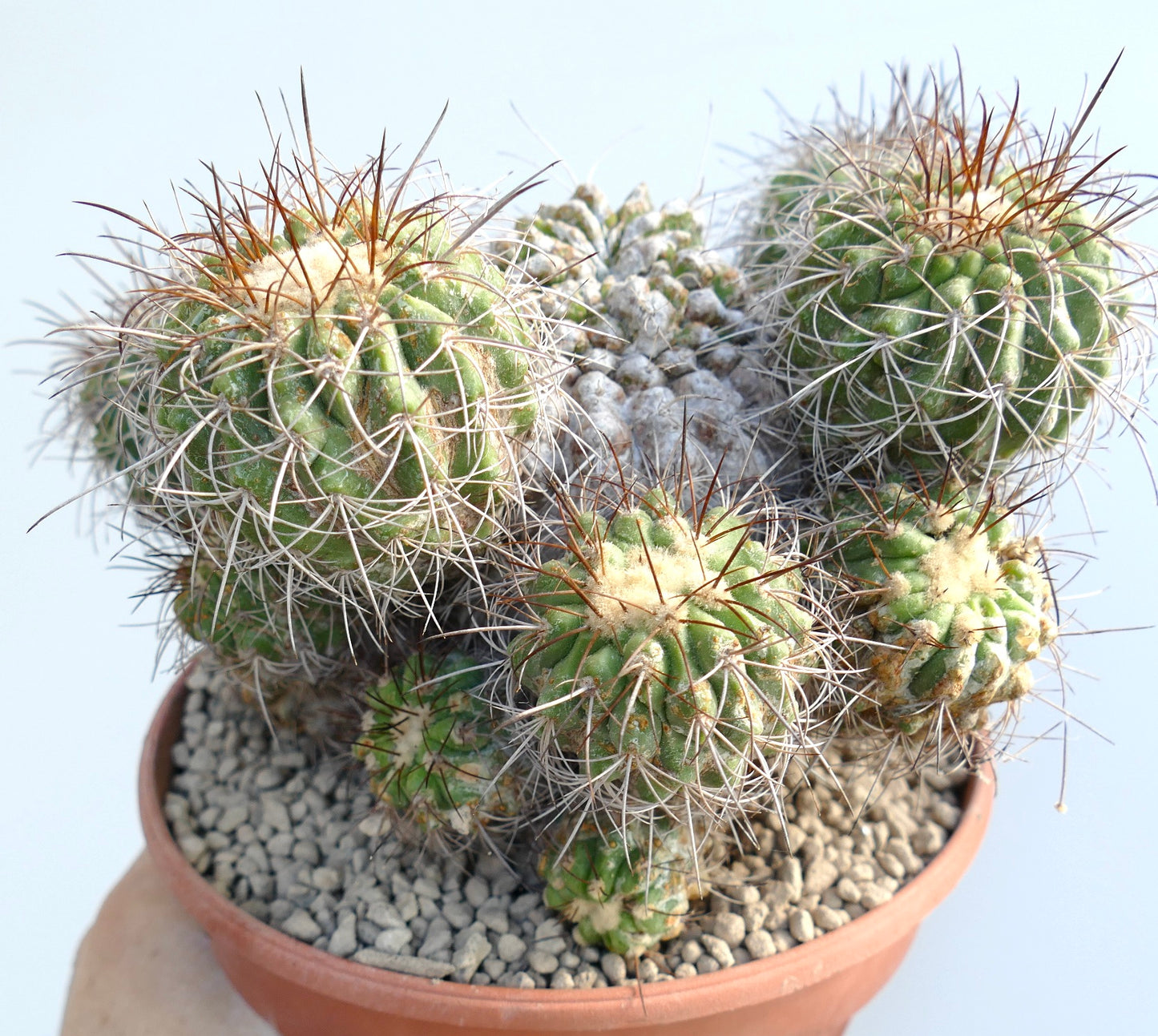 Copiapoa superba rare succulent cactus cluster with long spines in terracotta pot