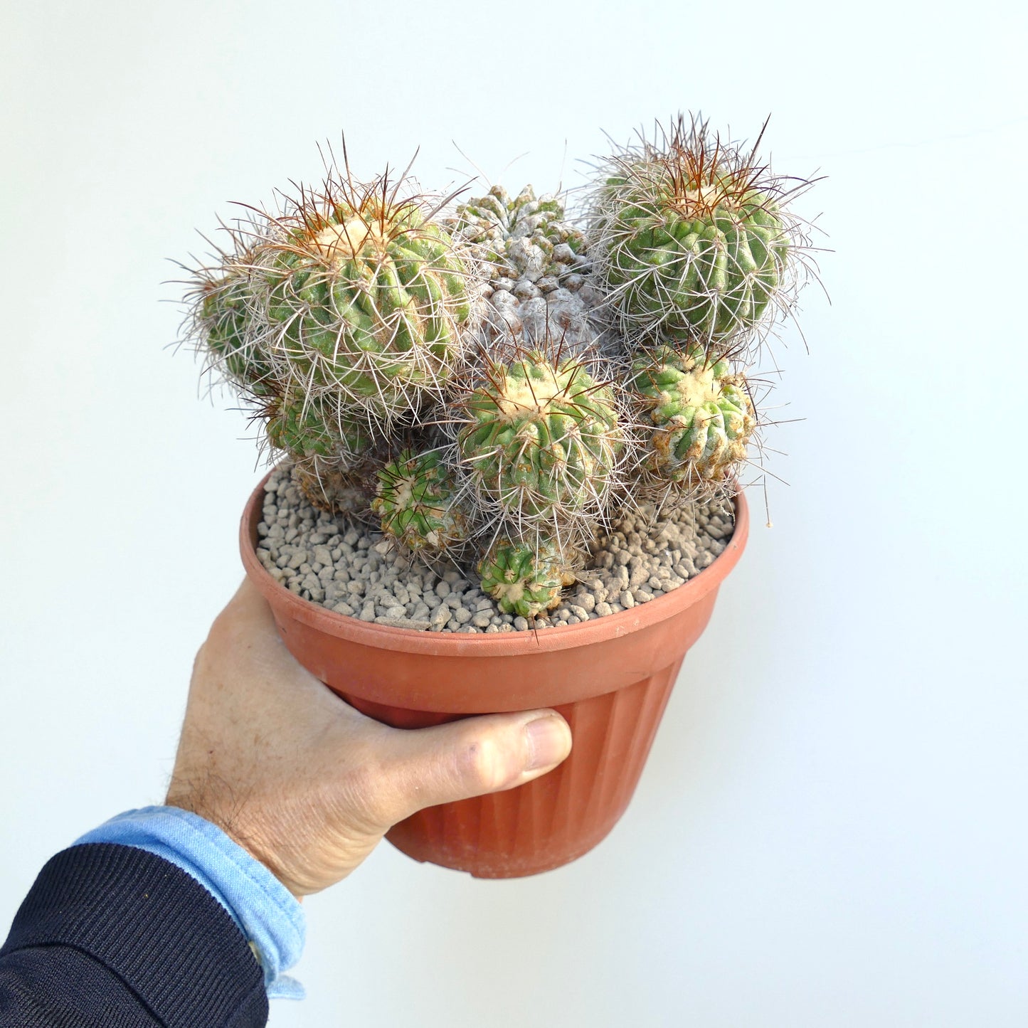 Copiapoa superba very old grafted cluster cactus with spiny, green succulent stems