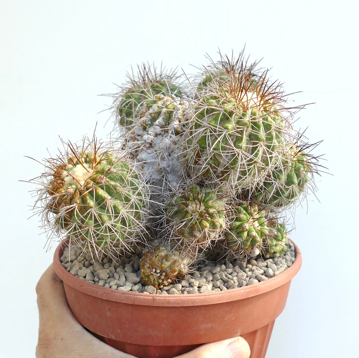 Copiapoa superba rare old cluster cactus with long spines in terracotta pot