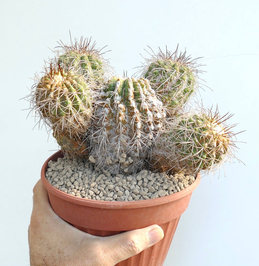 Copiapoa superba very old cluster grafted rare succulent cactus with spines