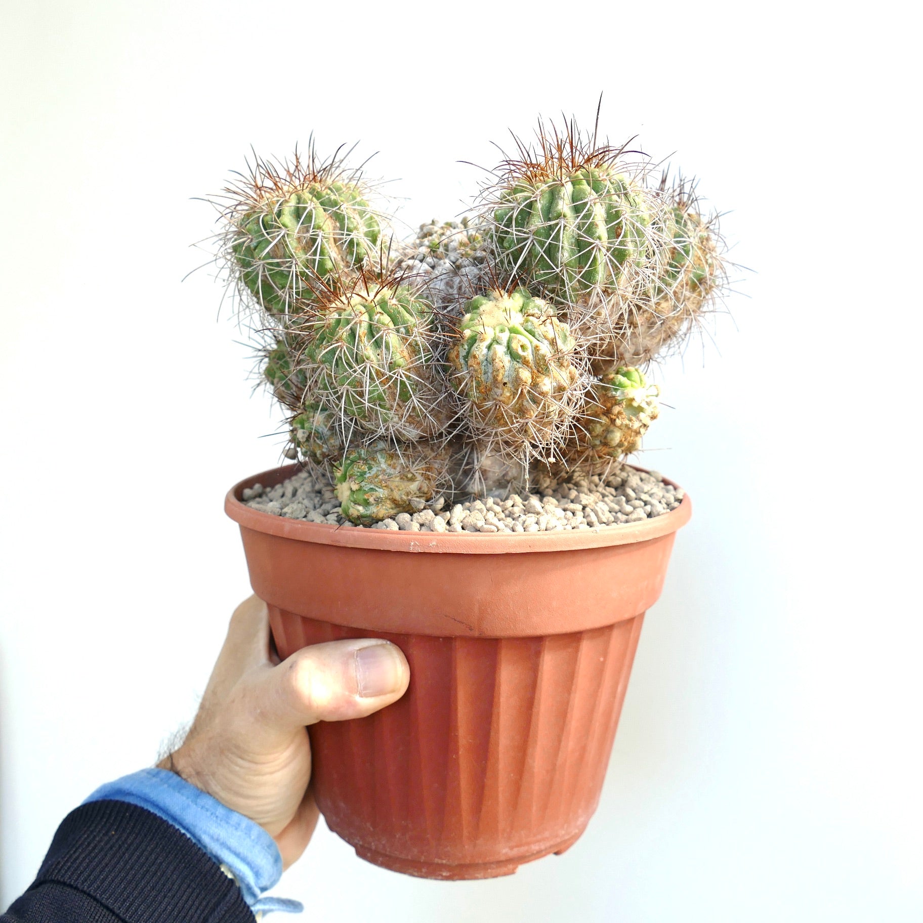 Copiapoa superba very old cluster grafted rare succulent cactus with spiny stems