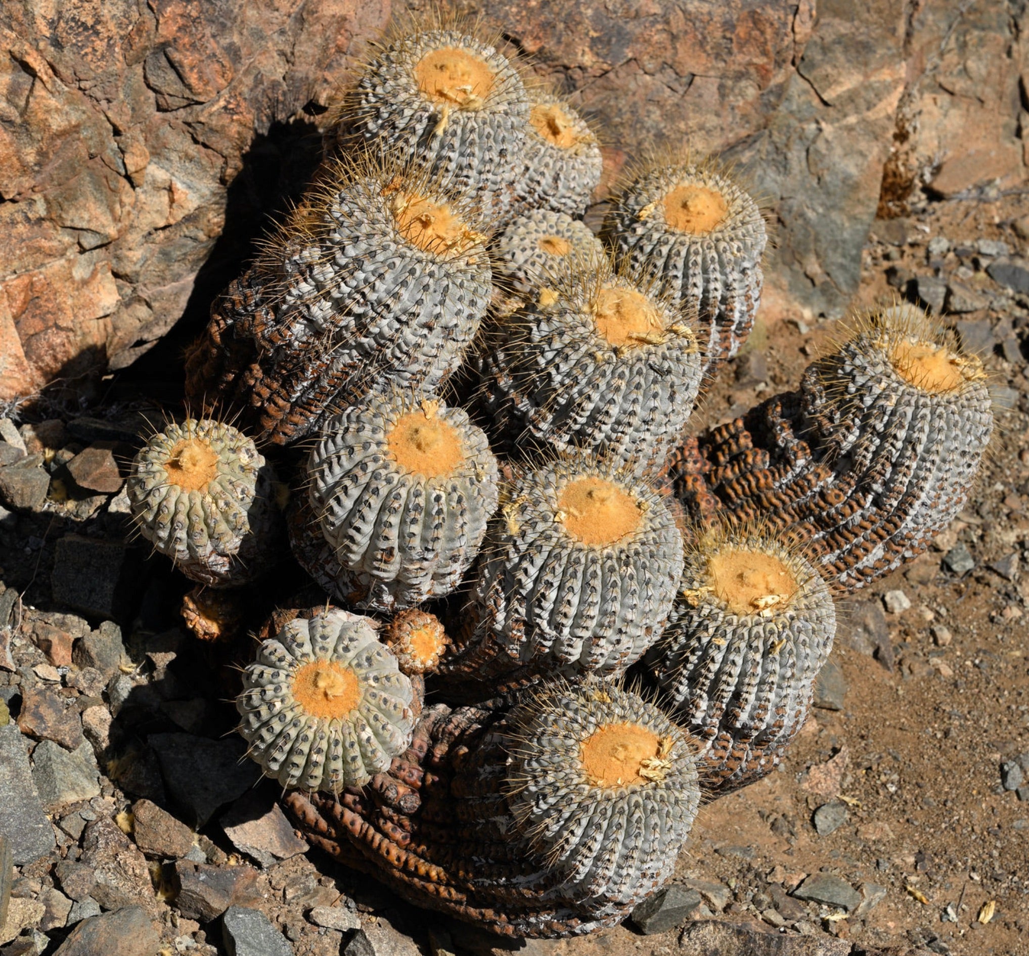 Copiapoa tenebrosa | 種子 | Botanical Archive | 珍しい砂漠サボテン
