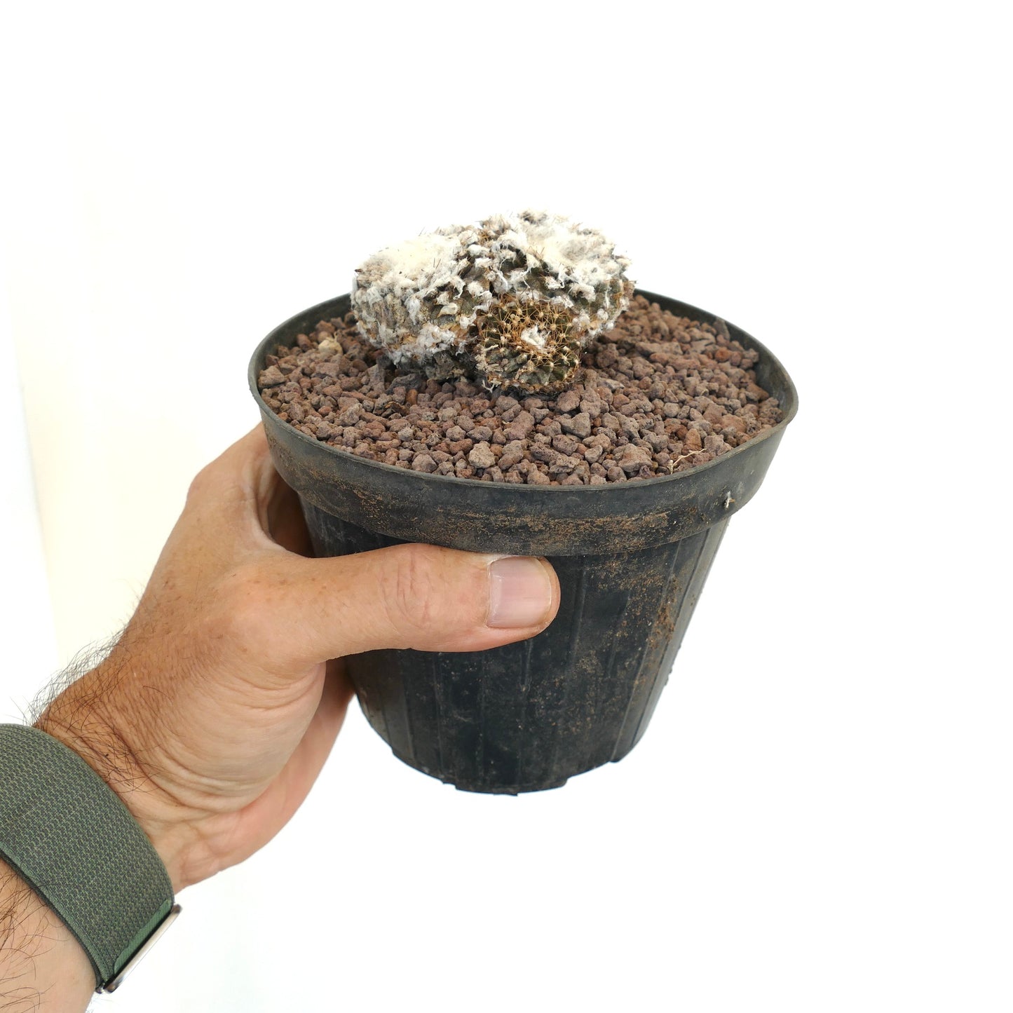 Copiapoa tenuissima FR539 40PP