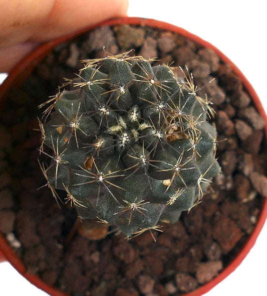 Copiapoa tenuissima EUQ43