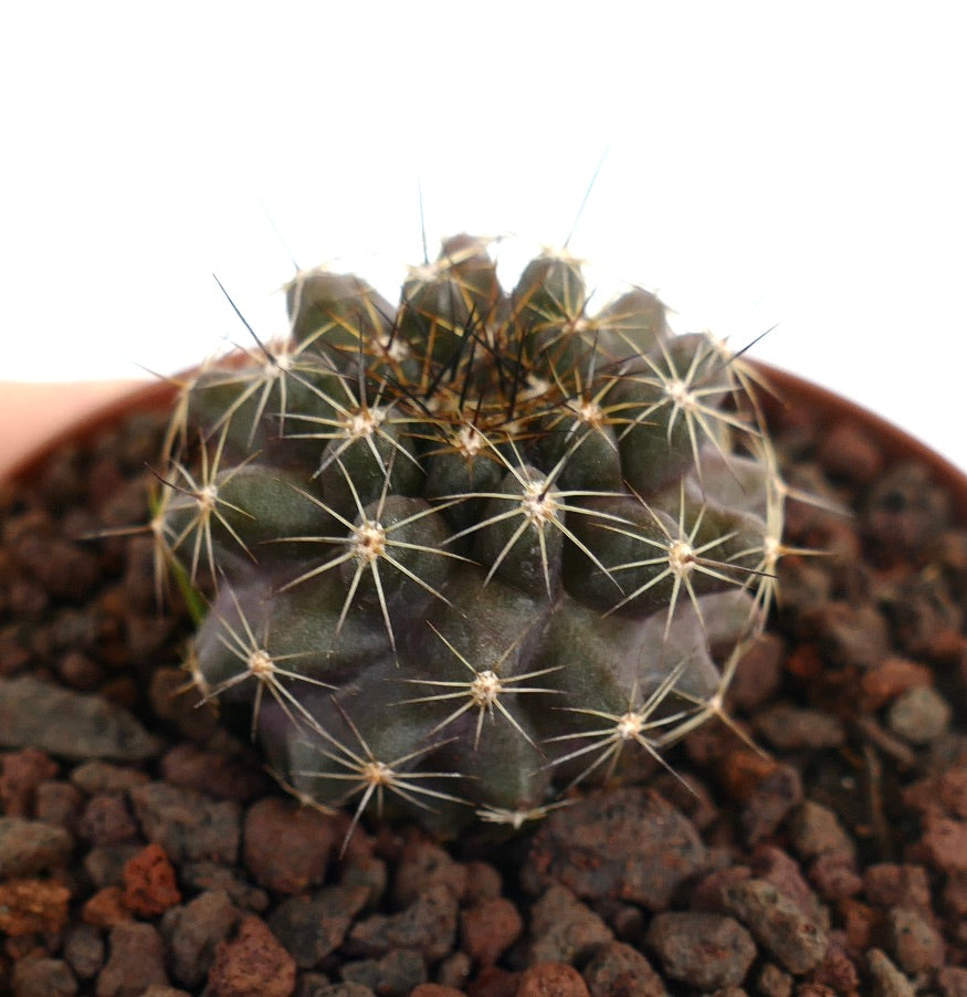 Copiapoa tenuissima small dark green cactus with long white spines in rocky soil
