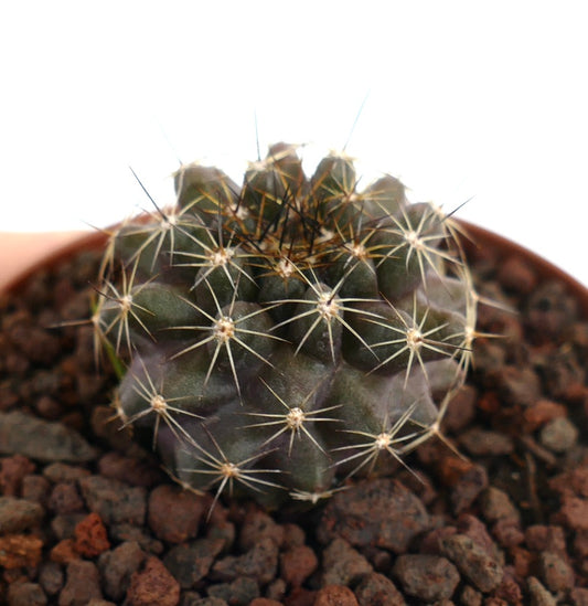 Copiapoa tenuissima small dark green cactus with long white spines in rocky soil