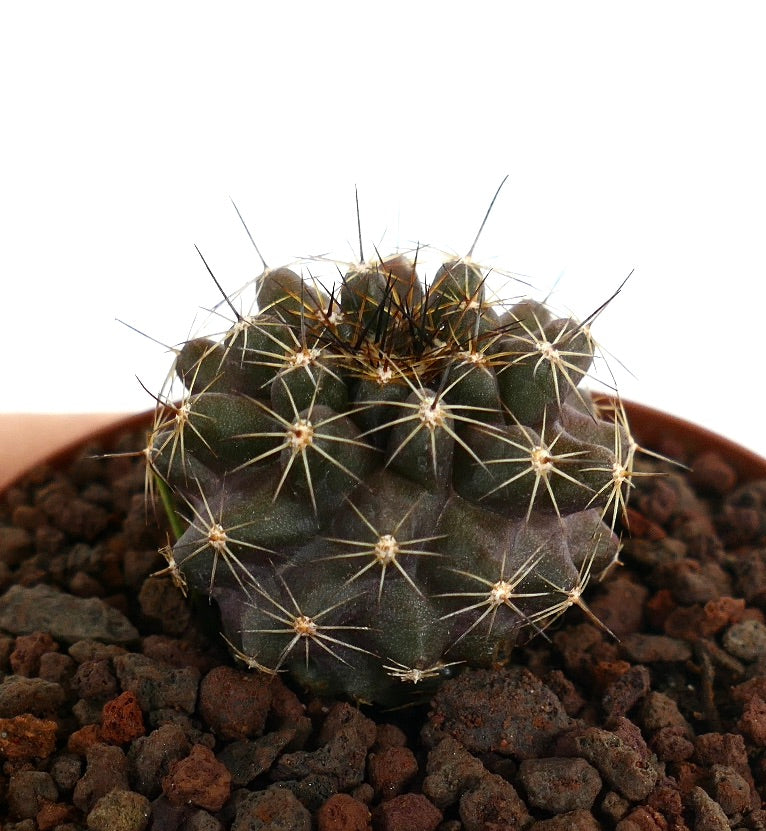 Copiapoa tenuissima small dark green cactus with long thin spines in rocky soil