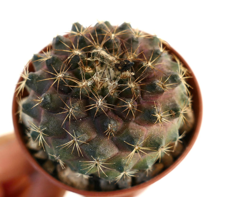 Copiapoa tenuissima