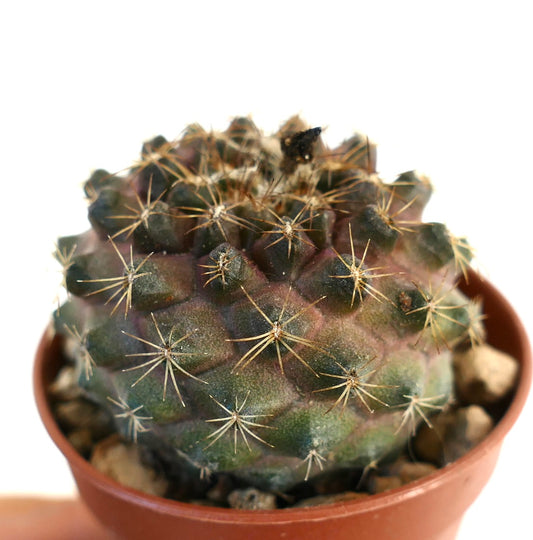 Copiapoa tenuissima small round cactus with green and purple hues and sharp yellow spines in pot