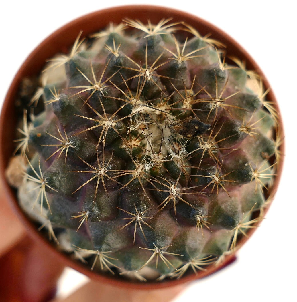 코피아포아 테누이시마 작은 다육 선인장, 짙은 녹색과 보라색 빛깔, 날카로운 가시