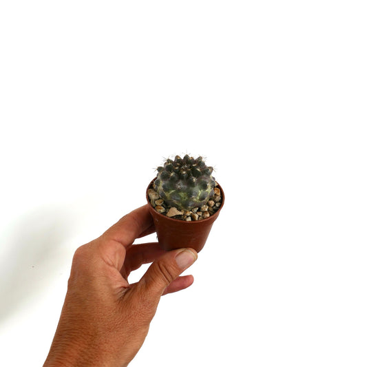 Copiapoa tenuissima A2 rare small round succulent cactus in brown pot held by hand
