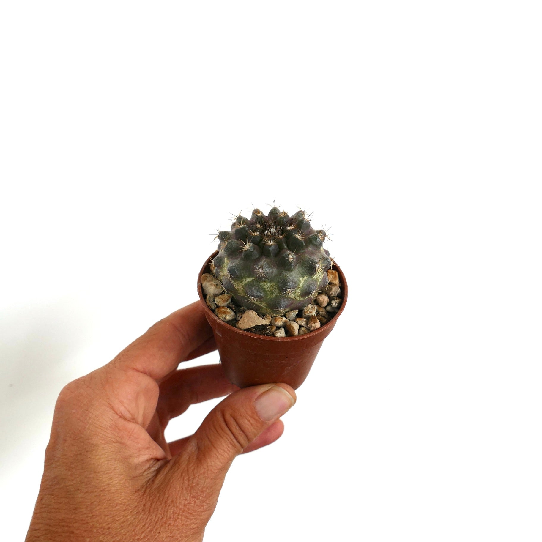 코피아포아 테누이시마 A2 희귀 소형 선인장 다육식물 갈색 화분 포함