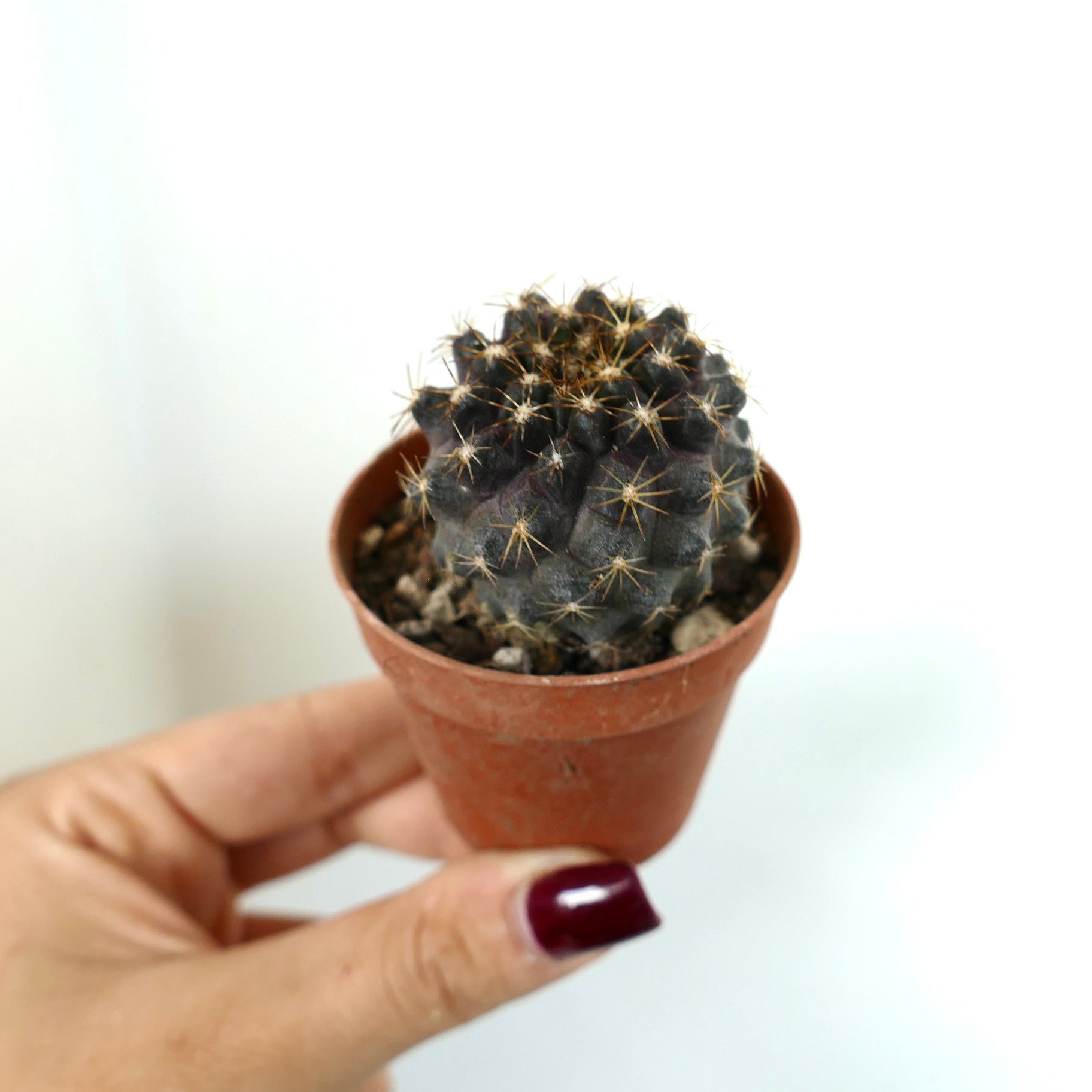 Piccolo cactus scuro Copiapoa tenuissima con spine dorate in vaso di terracotta tenuto in mano