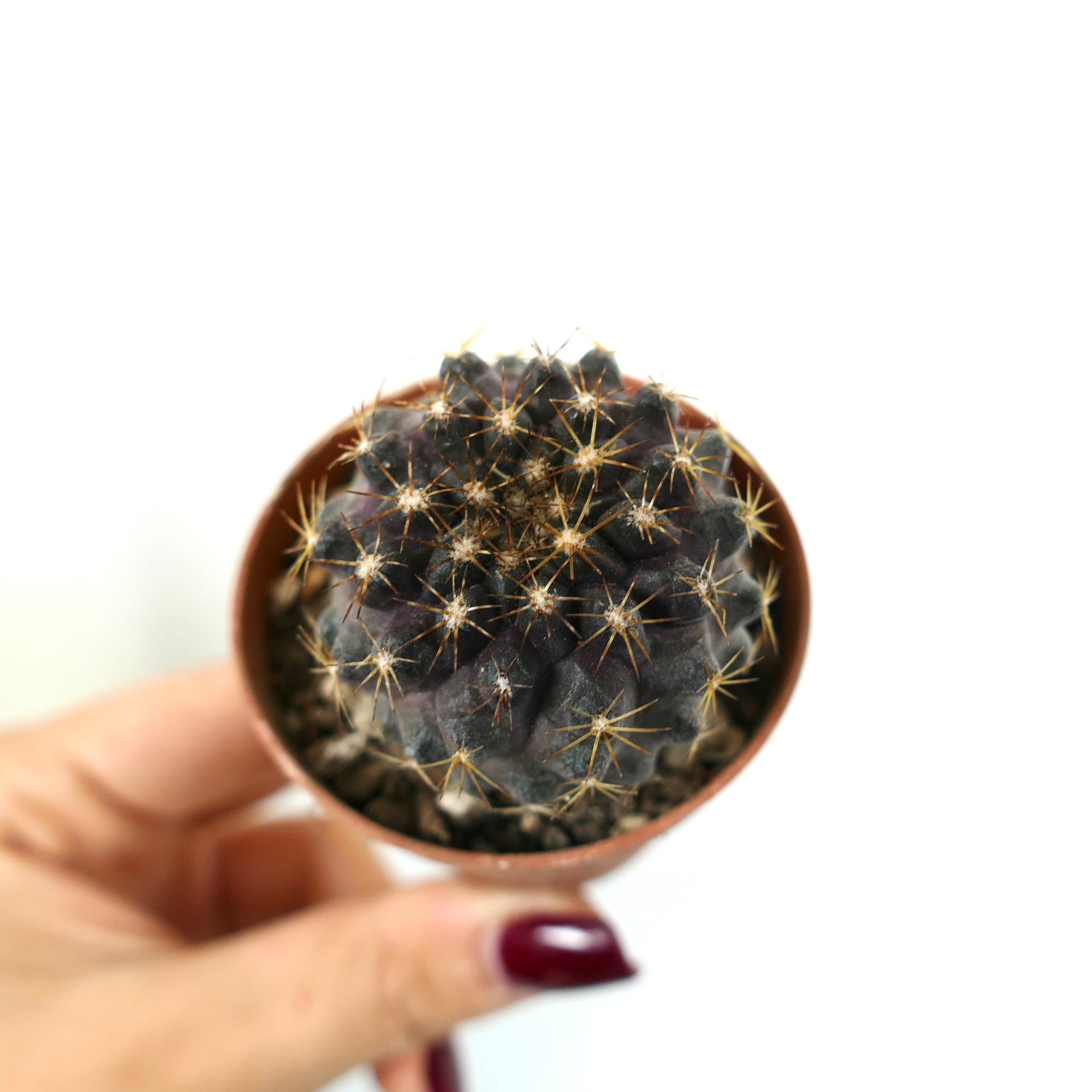 Piccolo cactus scuro Copiapoa tenuissima con spine dorate in vaso di terracotta tenuto in mano