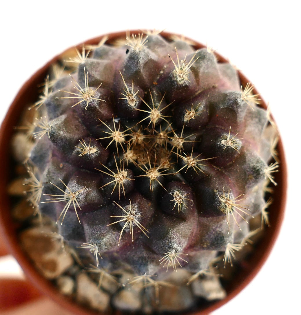 Copiapoa tenuissima suculenta rara de color púrpura oscuro con espinas afiladas en maceta