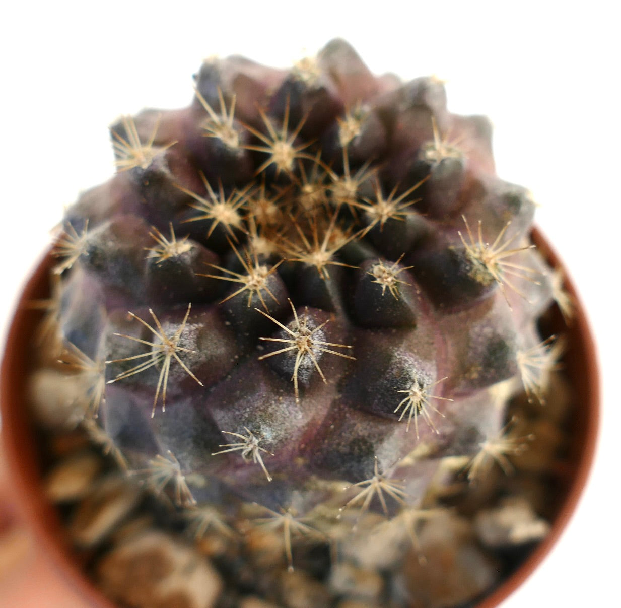Copiapoa tenuissima suculenta oscura rara con espinas cortas doradas y tubérculos redondeados